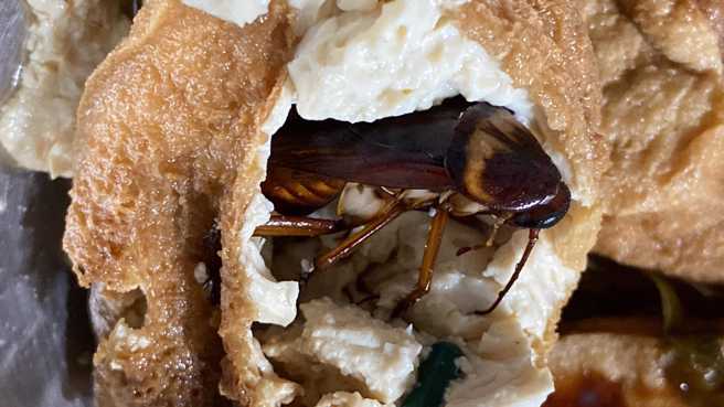 完整的蟑螂讓所有網友都崩潰。（圖／翻攝自爆料二公社）