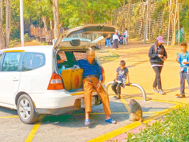 民眾頻繁餵食讓高雄壽山的獼猴養成「搶劫」壞習慣，1位老伯幾乎天天開車到動物園前上演「獼猴餵食秀」，還嗆「歡迎檢舉，沒財產不怕」。（民眾提供／袁庭堯高雄傳真）