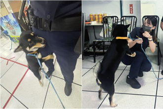 太萌啦！走失黑柴到派出所找电眼女警贴贴 兴奋抱大腿她秒认出