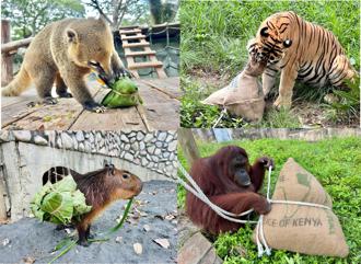 品觀點｜壽山動物園迎端午 動物同享專屬創意粽