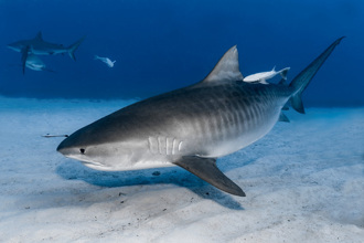 海中虎鯊吐出陸上針鼴 屍體超完整！科學家看到全傻了