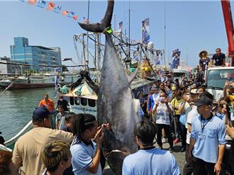 6／12起停止捕撈黑鮪 漁業署：超額捕撈恐影響明年配額