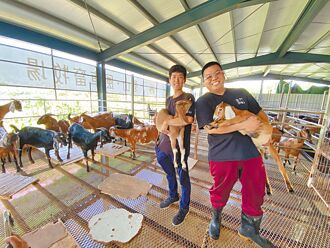 金縣府推畜牧專區 先輔導 提誘因