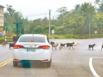 污染水、碍交通 金门人怨畜养户