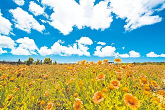 我在天人菊花徑的歸程上回觀日全蝕