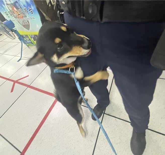 台中马小姐5月27日晚间捡到1只走失柴犬，带到派出所求助，没想到，柴犬进们就兴奋地衝向冯姓女警，两前脚紧抱她大腿不放，逗趣模样笑翻全场，萌样令人爱怜。（警方提供／陈淑芬台中传真）