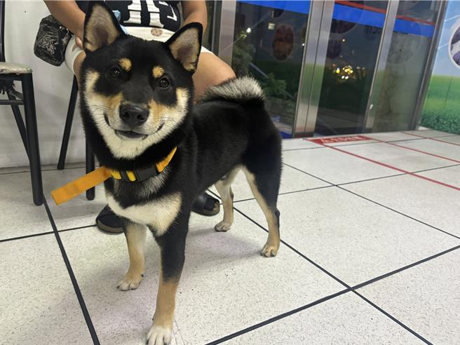 台中马小姐5月27日晚间捡到1只走失柴犬，带到派出所求助，没想到，柴犬进们就兴奋地衝向冯姓女警，两前脚紧抱她大腿不放，逗趣模样笑翻全场，萌样令人爱怜。（警方提供／陈淑芬台中传真）