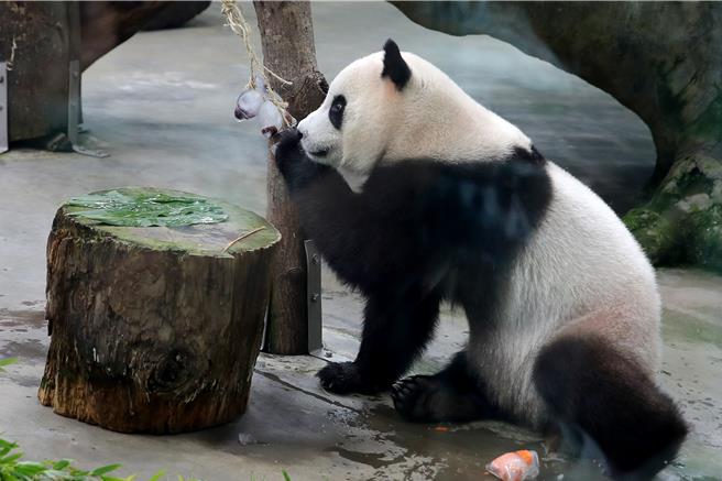 大貓熊「圓寶」好奇把玩「冰粽」。（黃世麒攝）