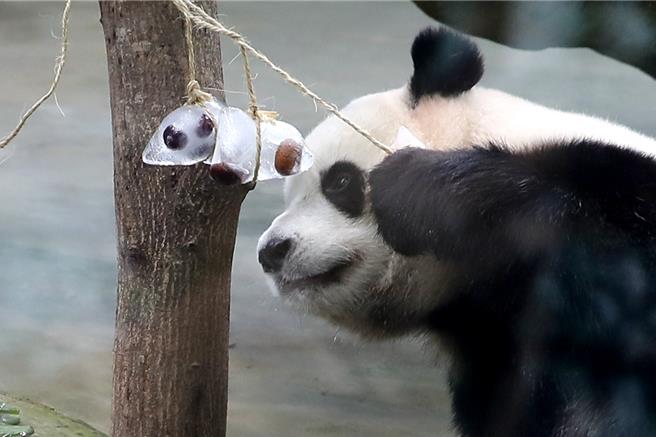 大貓熊「圓寶」好奇把玩「冰粽」，模樣相當可愛。（黃世麒攝）