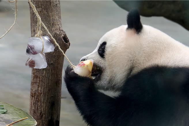大貓熊「圓寶」吃「冰粽」，應景又消暑。（黃世麒攝）
