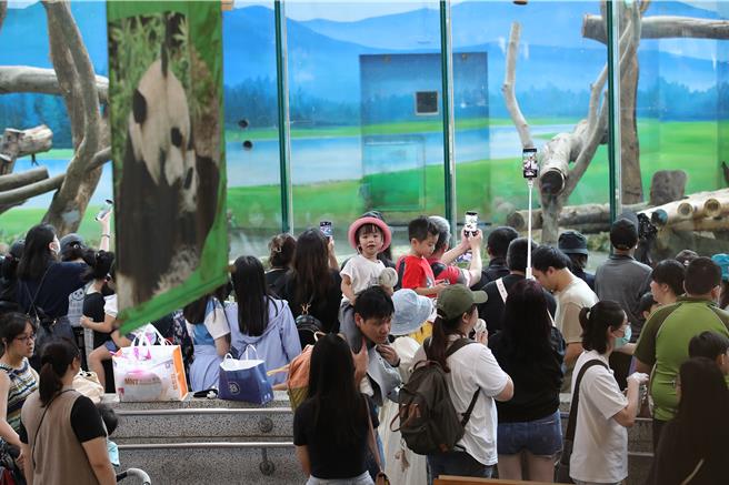 大批遊客到大貓熊館，看到「圓寶」吃「冰粽」都直呼好可愛。（黃世麒攝）