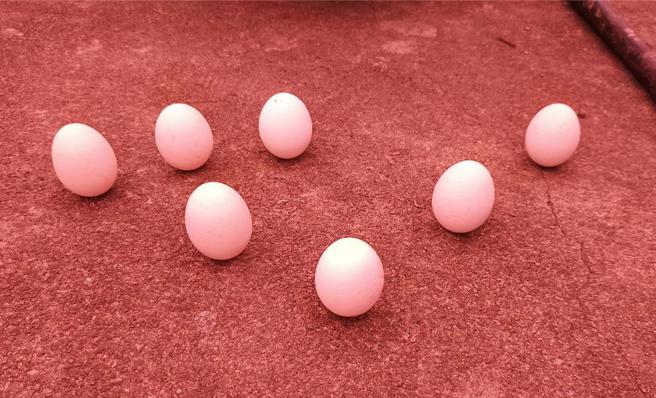 田尾鄉南鎮社區舉辦端午限定立蛋活動，有全家總動員一起來參與，一口氣在廣場上立了7顆蛋。（葉靜美攝）