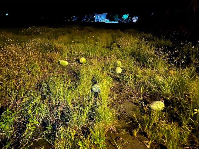 每年6月是宜兰瓜果上市季节，尤其西瓜甜度高、爽口多汁，日前却惊传偷西瓜大盗。（警方提供／吴佩蓉宜兰传真）
