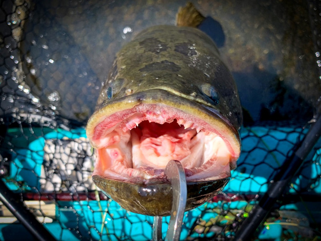 美国密苏里州发现第4起亚洲「北方蛇头鱼」（northern snakehead fish）案例，这种鱼能在陆地上存活数天，是极具侵略性的外来种，美国官员要求民眾若再发现，要将鱼头切断，并挖除内臟。图为北方蛇头鱼资料照。（资料照：shutterstock／达志）