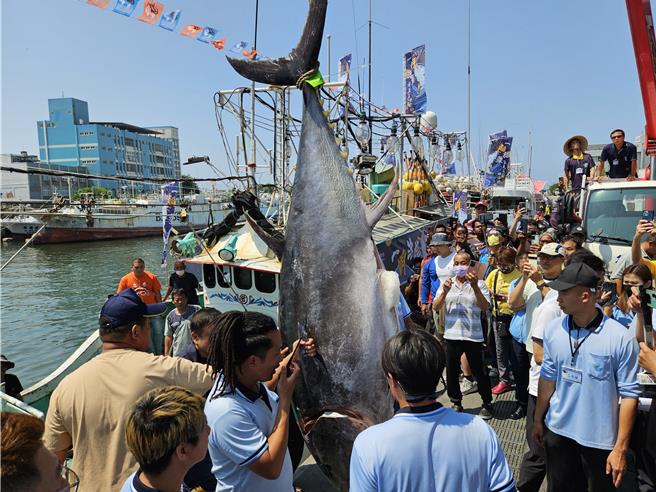 今年黑鲔鱼捕捞至6月12日0时止。（本报资料照片）
