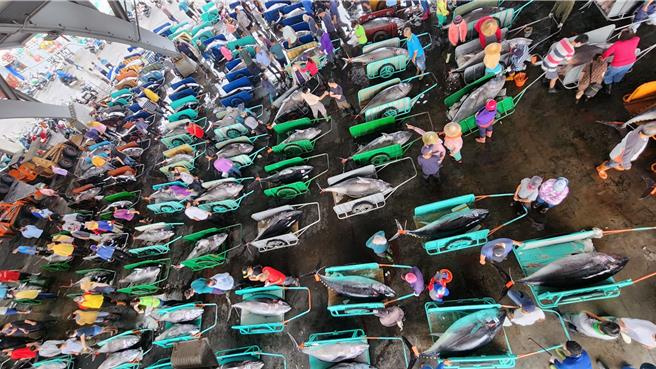 东港鱼市场端午连假休市，11日开市，图为东港鱼市场拍卖黑鲔鱼现场。（东港区渔会提供／罗琦文屏东传真）