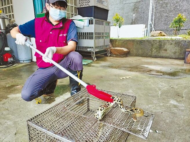 新北市动保处去年接获蛇类救援3650件，5至6月案件数高达1040件，几乎占全年捉蛇案件的3分之1。图为捕获保育类黑眉锦蛇。（新北市动保处提供／王扬杰新北传真）