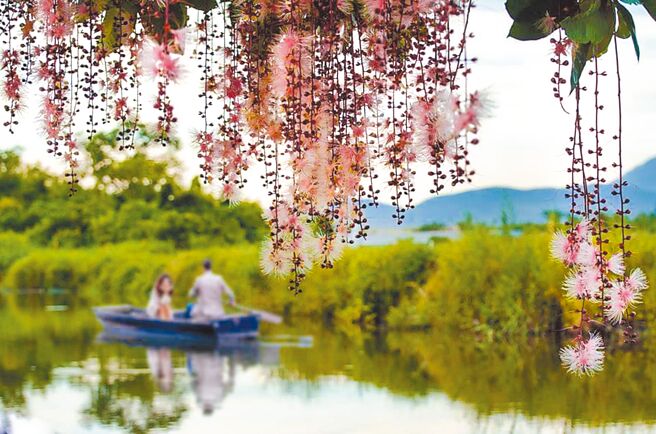 每年6、7月正是穗花棋盤腳開花的好時節，花朵於黑夜入幕時逐漸伸展，至午夜時綻放如煙火般燦爛，吸引許多遊客到宜蘭縣五結鄉五十二甲溼地探訪。（賴姓讀者提供／吳佩蓉宜蘭傳真）