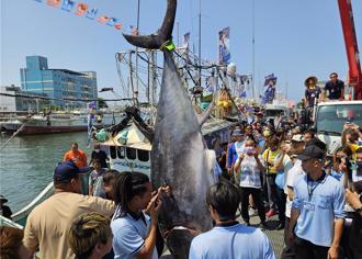 黑鮪魚禁捕倒數 超過1尾！明年後果嚴重