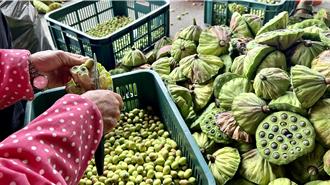 白河蓮子減產、工資漲 每台斤售價飆破400元