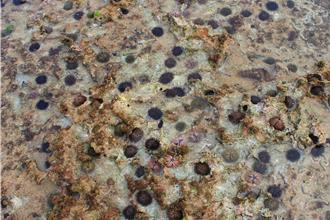 小琉球潮間帶2海膽繁生侵蝕礁岩 自保育對象除名