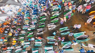 黑鮪明起停捕 貨源足 價格穩