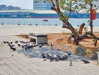 公園野鴿群聚 接觸鴿糞恐患腦膜炎