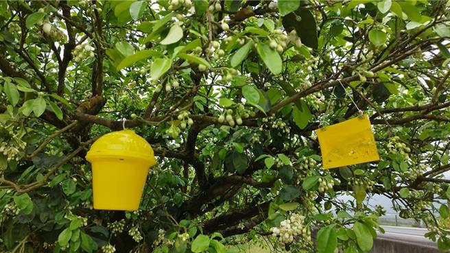 花莲县动植物防疫所利用黄色黏板，在中南区文旦柚园监测重要疫病虫「小黄蓟马」。（花莲县政府提供／罗亦晽花莲传真）