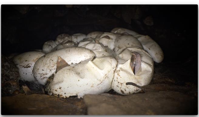 百步蛇幼蛇以卵齒劃破卵殼探出頭來。（野聲李昱提供／林良齊台北傳真）