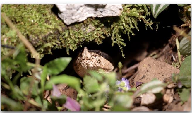 八仙山國家森林遊樂區內發現在岩縫中護卵的百步蛇。（野聲李昱提供／林良齊台北傳真）