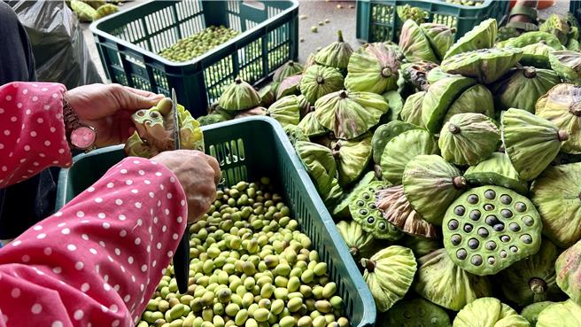 台南市白河區蓮子收採期到來，今年疑受氣候影響，產量不甚理想。（張毓翎攝）