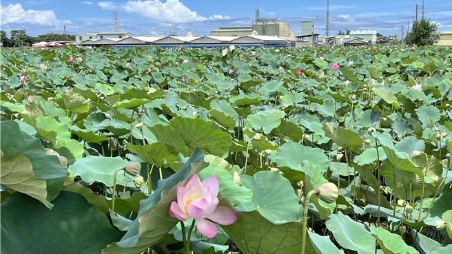 清明節前後蓮花陸續盛開，花謝後經約21天採收蓮子。（張毓翎攝）