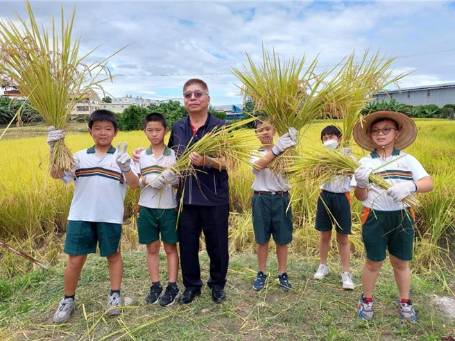 六月稻穗丰收，台中市大里区永隆国小约60位师生11日一早赴草湖市民农园旁农田体验割稻，学童们抱着饱满的稻穗，脸上洋溢着灿烂的笑容。（大里区农会提供／潘虹恩台中传真）