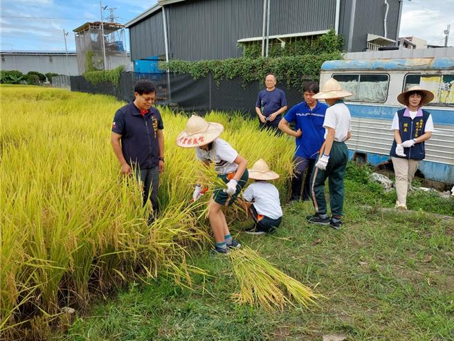 六月稻穗丰收，台中市大里区永隆国小约60位师生11日一早赴草湖市民农园旁农田割稻，透过亲身体会农夫收成的辛苦过程，学童更感受到「粒粒皆辛苦」的真谛。（大里区农会提供／潘虹恩台中传真）