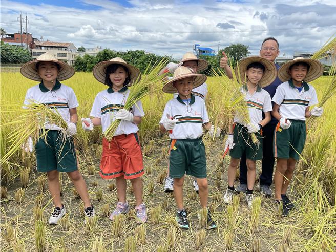 六月稻穗丰收，台中市大里区永隆国小约60位师生11日一早赴草湖市民农园旁农田体验割稻，学童们抱着饱满的稻穗，脸上洋溢着灿烂的笑容。（潘虹恩摄）