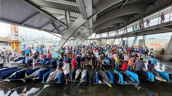 漁業署公告自12日起停止捕撈黑鮪，漁民紛紛抱怨緩衝期太短。東港區漁會指出，12日0時捕捉到的黑鮪都可以場拍賣，11日不是本季最後一天拍賣。（東港區漁會提供／羅琦文屏東傳真）