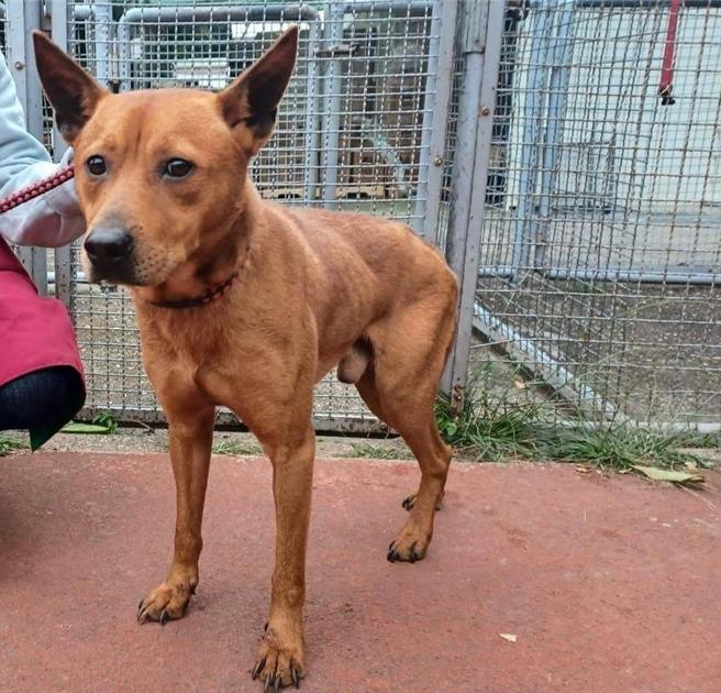 元寶手術後恢復情況良好。（新北市動保處提供）