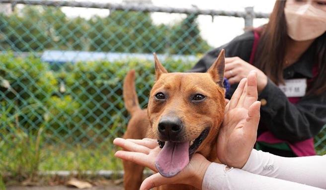 元寶恢復親人的個性。（新北市動保處提供）
