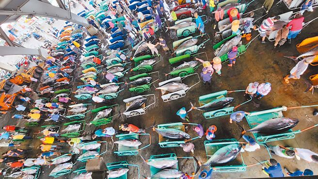 東港魚市場拍賣黑鮪魚現場。（東港區漁會提供／羅琦文屏東傳真）