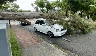 中興新村行道樹白千層倒了 有驚無險！砸毀電箱及轎車