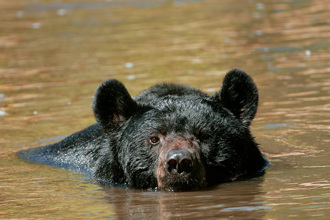 水陸猛獸對決！黑熊渡河遇雙鱷攔截 揮「鐵沙掌」擊退