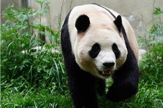 旅居韓國1354天！大貓熊福寶返四川亮相了