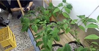 迷幻雜貨店藏身田野   父子檔種毒品墨西哥鼠尾草落網