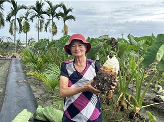 你沒見過！九如農民種出超大「炮彈芋頭」1顆500元便宜了