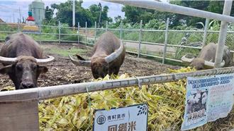 农产废弃物变身水牛饲料一举两得 爱心农民助老牛安养