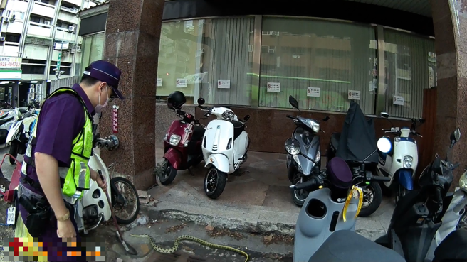 中市民权路与后龙街口超商旁惊见「黑眉锦蛇」，目测全长近2公尺。( 民眾提供 )