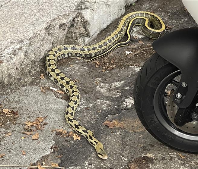 台中市第一警分局民權派出所日前接獲民眾報案，在西區鬧區街口的超商旁出現蛇蹤，警員火速到場，並通知119轉派農業局協助捕捉，人蛇對峙交戰20多分鐘，農業局委託廠商到場成功捕獲1條長約2米的錦蛇，有驚無險地解除「蛇蛇危機」。（警方提供／陳淑芬台中傳真）