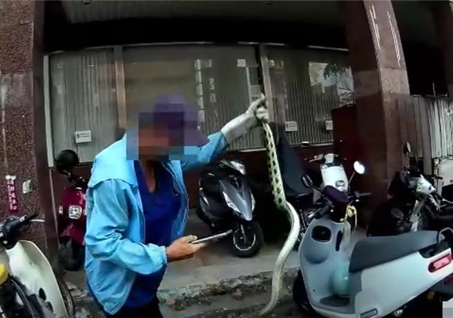 台中市第一警分局民權派出所日前接獲民眾報案，在西區鬧區街口的超商旁出現蛇蹤，警員火速到場，並通知119轉派農業局協助捕捉，人蛇對峙交戰20多分鐘，農業局委託廠商到場成功捕獲1條長約2米的錦蛇，有驚無險地解除「蛇蛇危機」。（警方提供／陳淑芬台中傳真）