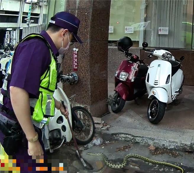 台中市第一警分局民權派出所日前接獲民眾報案，在西區鬧區街口的超商旁出現蛇蹤，警員火速到場，並通知119轉派農業局協助捕捉，人蛇對峙交戰20多分鐘，農業局委託廠商到場成功捕獲1條長約2米的錦蛇，有驚無險地解除「蛇蛇危機」。（警方提供／陳淑芬台中傳真）
