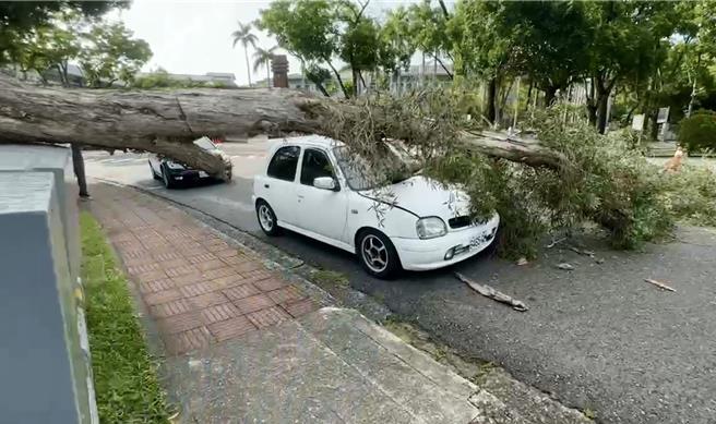 中兴高中前1棵约8公尺高白千层11日下午4时许突然倒塌，压毁电箱及停在路边的白色轿车。（民眾提供／杨静茹南投传真）